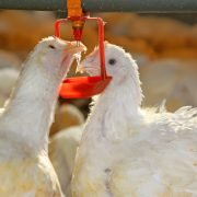 Two chickens drinking water in a chicken farm