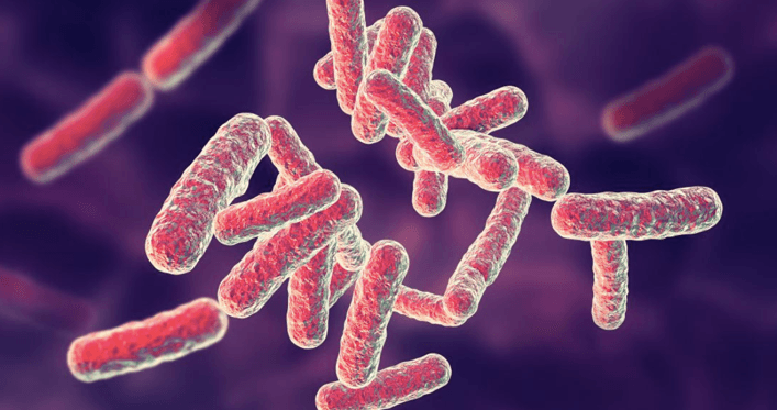 Pseudomonas aeruginosa Pseudomonas aeruginosa